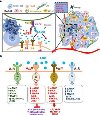 Frontiers Inhibitors Of The CD73 Adenosinergic Checkpoint As